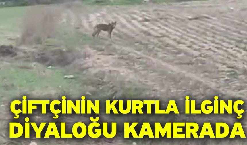 Çiftçinin kurtla ilginç diyaloğu kamerada