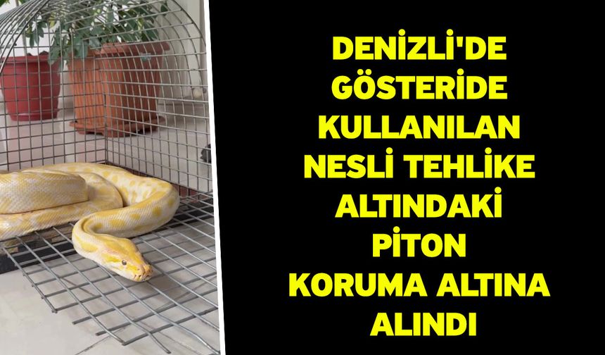 Denizli'de gösteride kullanılan nesli tehlike altındaki piton koruma altına alındı