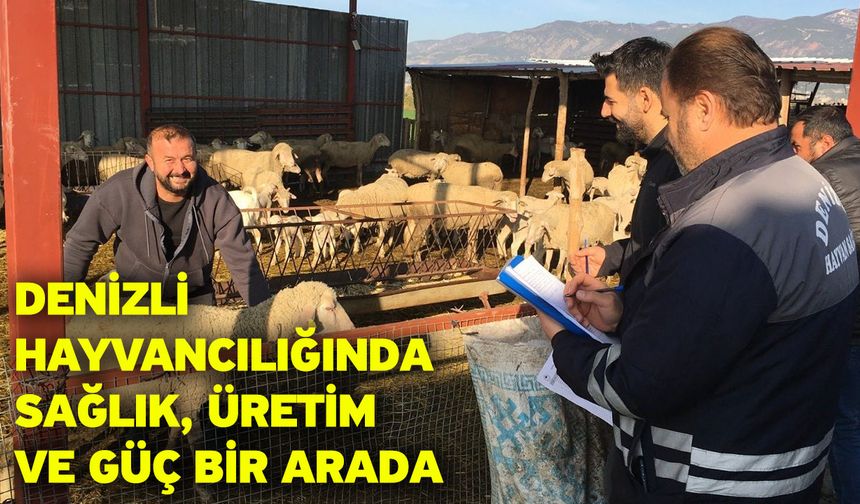 Denizli Hayvancılığında Sağlık, Üretim Ve Güç Bir Arada