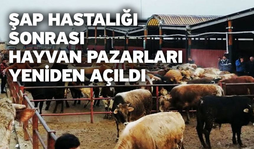 Şap Hastalığı Sonrası Hayvan Pazarları Yeniden Açıldı