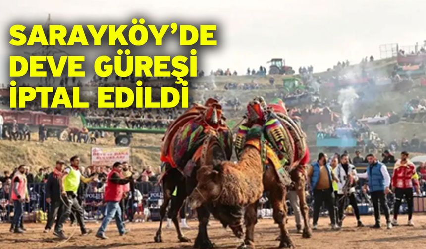 Sarayköy’de Deve Güreşi İptal Edildi