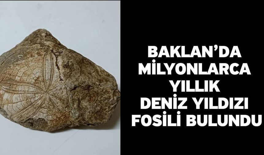 Baklan’da milyonlarca yıllık deniz yıldızı fosili bulundu