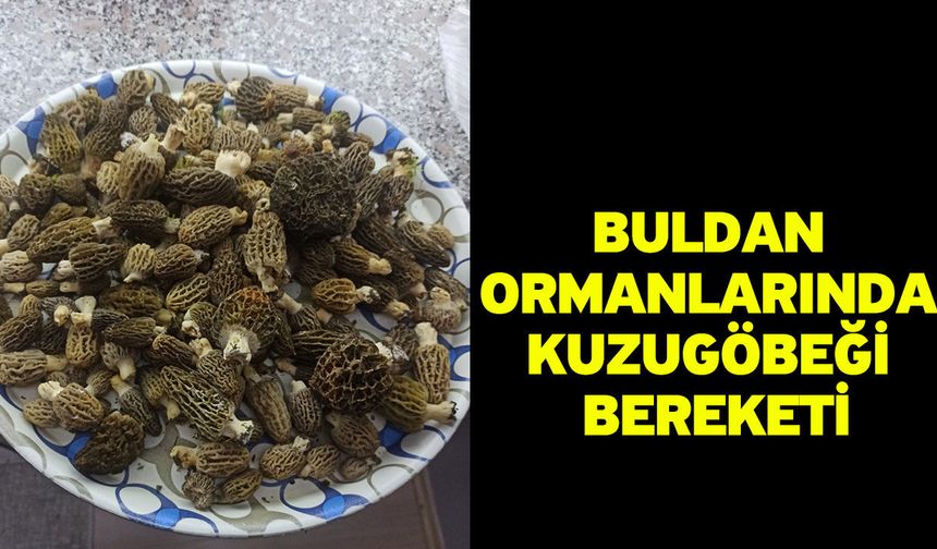 Buldan ormanlarında kuzugöbeği bereketi
