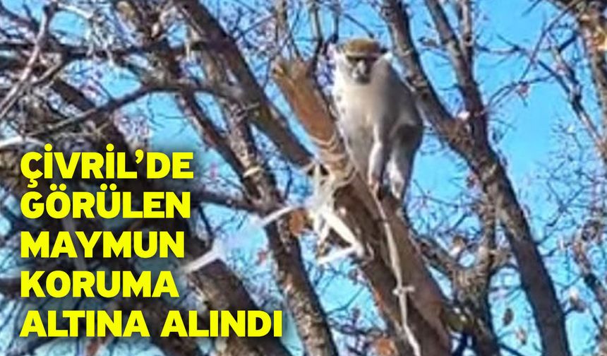 Çivril’de görülen maymun koruma altına alındı