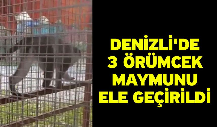 Denizli'de 3 örümcek maymunu ele geçirildi