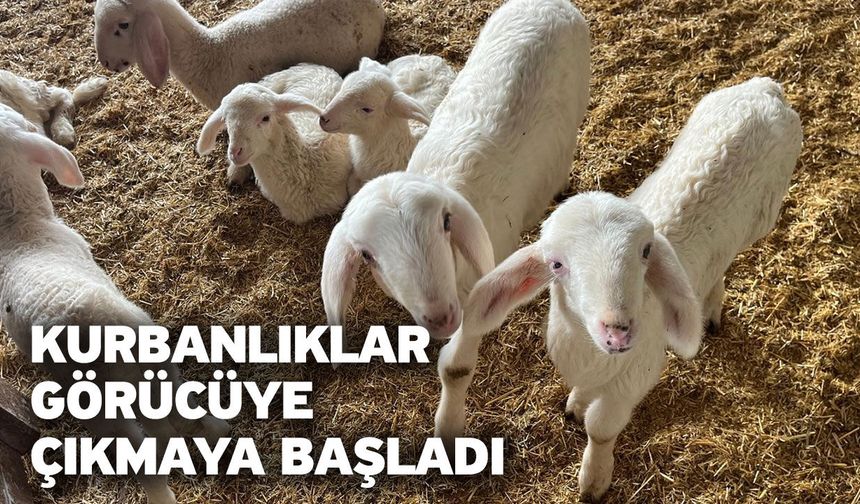 Kurbanlıklar görücüye çıkmaya başladı