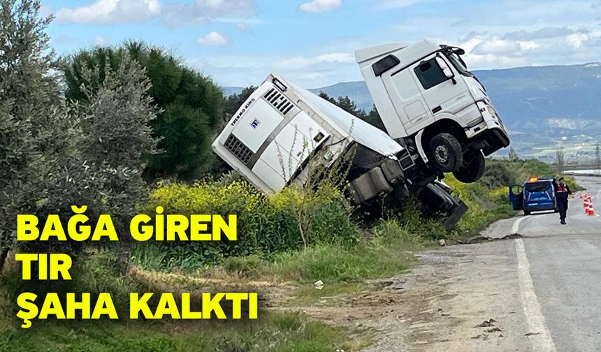 Bağa giren tır şaha kalktı