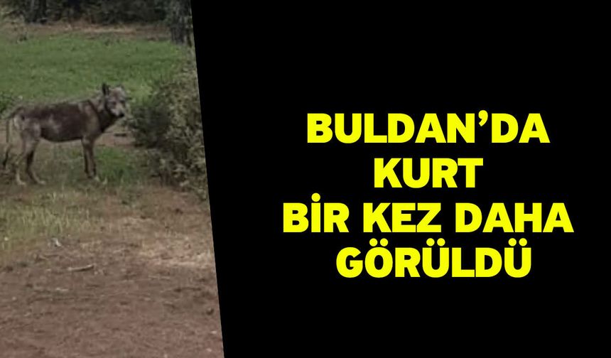 Buldan’da kurt bir kez daha görüldü