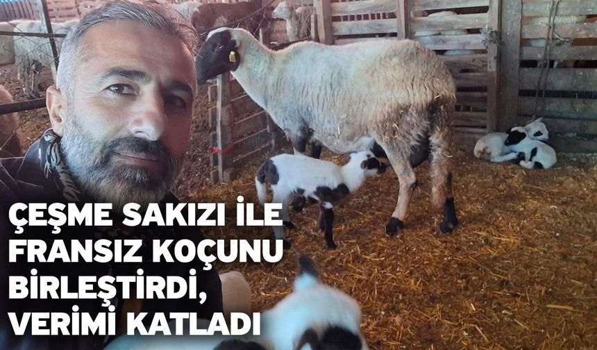 Çeşme sakızı ile Fransız koçunu birleştirdi, verimi katladı