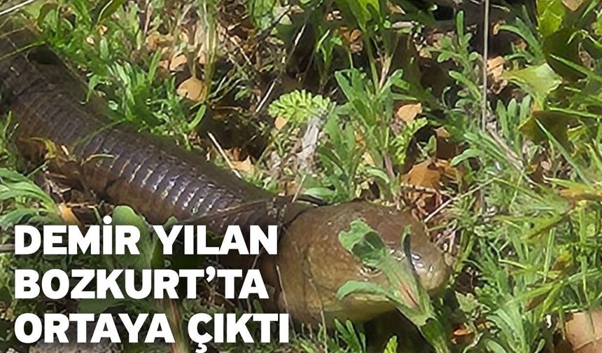 Demir yılan Bozkurt’ta ortaya çıktı