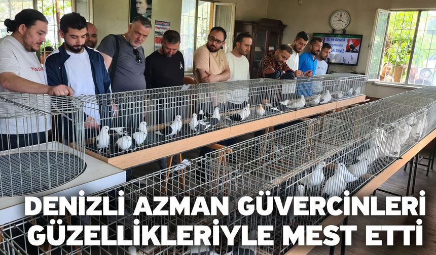 Denizli azman güvercinleri güzellikleriyle mest etti