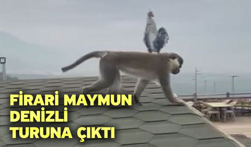 Firari maymun Denizli turuna çıktı