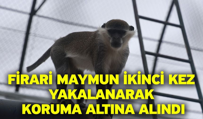 Firari maymun ikinci kez yakalanarak koruma altına alındı