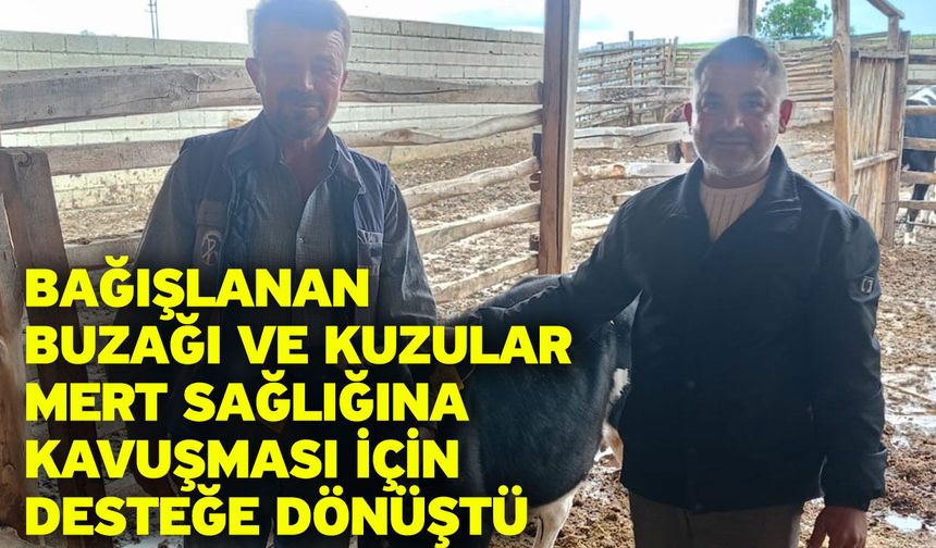 Bağışlanan buzağı ve kuzular Mert sağlığına kavuşması için desteğe dönüştü