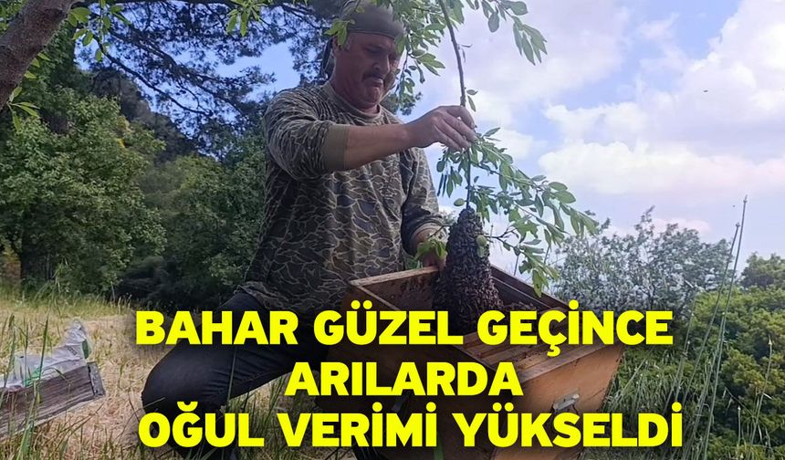 Bahar güzel geçince arılarda oğul verimi yükseldi