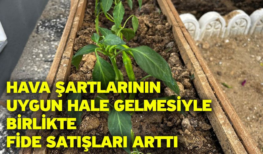 Hava şartlarının uygun hale gelmesiyle birlikte fide satışları arttı
