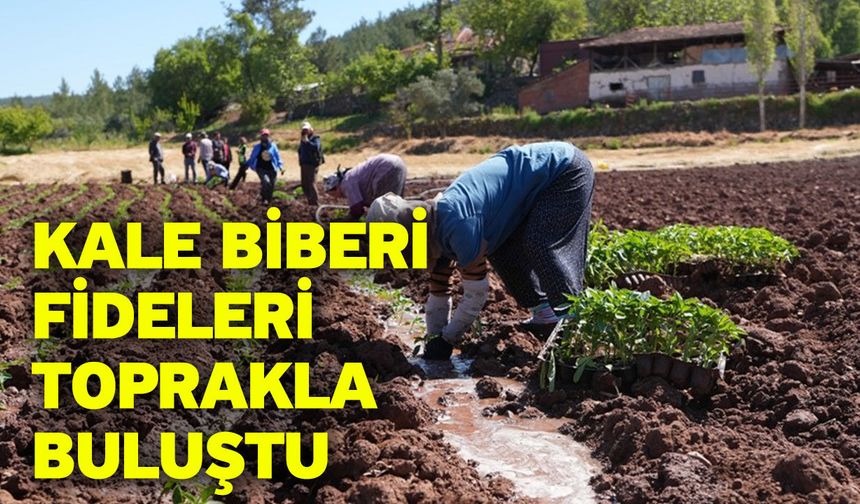 Kale Biberi fideleri toprakla buluştu