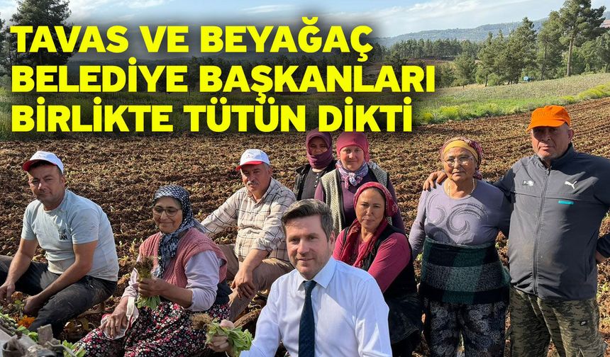 Tavas ve Beyağaç Belediye Başkanları birlikte tütün dikti