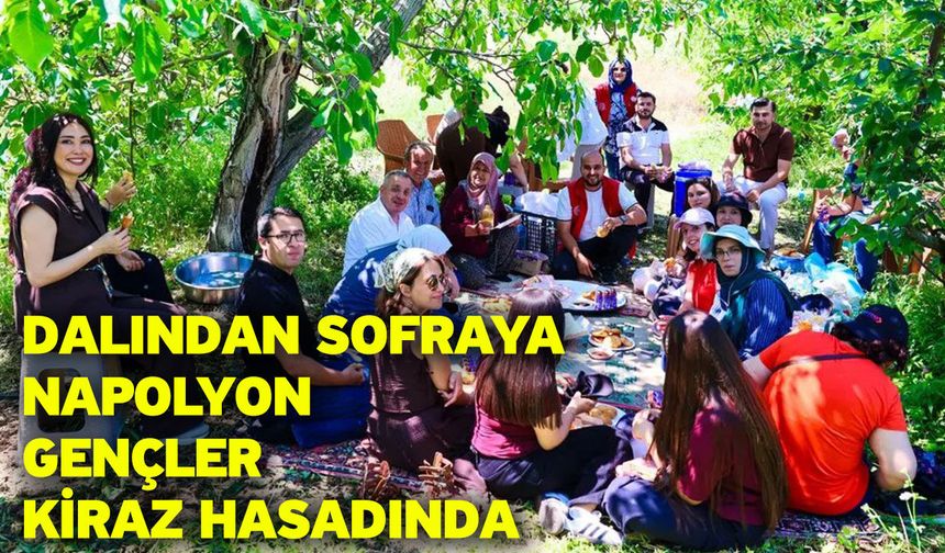Dalından Sofraya Napolyon Gençler Kiraz Hasadında