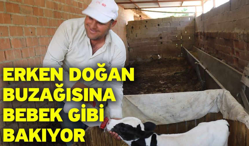 Erken doğan buzağısına bebek gibi bakıyor