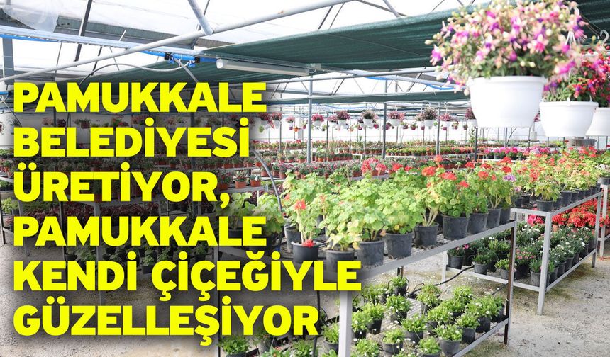 Pamukkale Belediyesi Üretiyor, Pamukkale Kendi Çiçeğiyle Güzelleşiyor