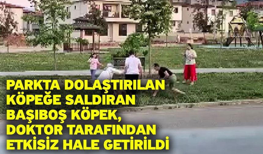 Parkta dolaştırılan köpeğe saldıran başıboş köpek, doktor tarafından etkisiz hale getirildi
