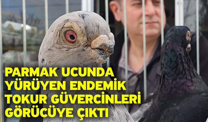 Parmak ucunda yürüyen endemik Tokur güvercinleri görücüye çıktı