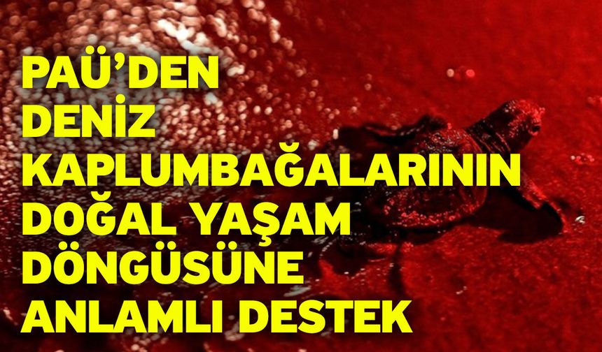 PAÜ’den Deniz Kaplumbağalarının Doğal Yaşam Döngüsüne Anlamlı Destek