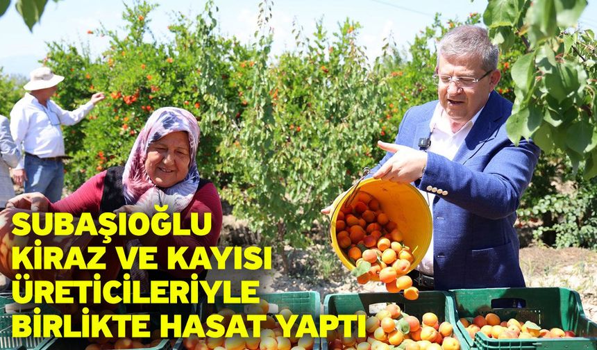Subaşıoğlu kiraz ve kayısı üreticileriyle birlikte hasat yaptı