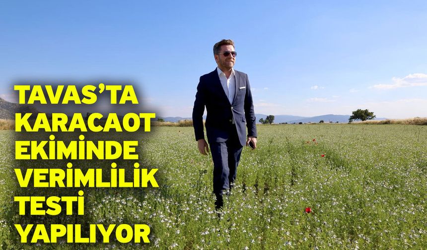 Tavas’ta karacaot ekiminde verimlilik testi yapılıyor