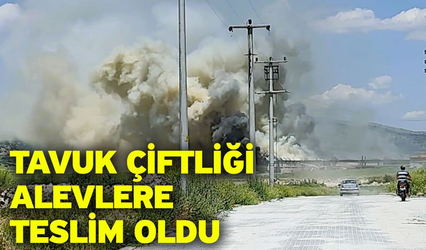 Tavuk çiftliği alevlere teslim oldu
