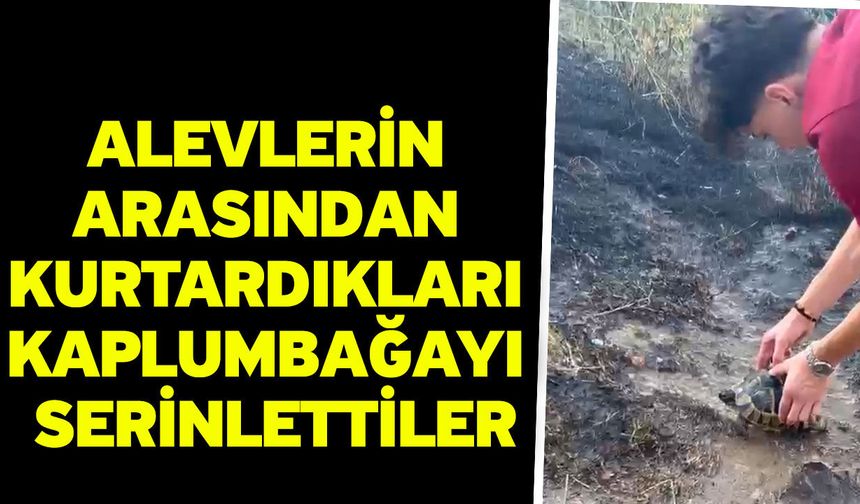 Alevlerin arasından kurtardıkları kaplumbağayı serinlettiler