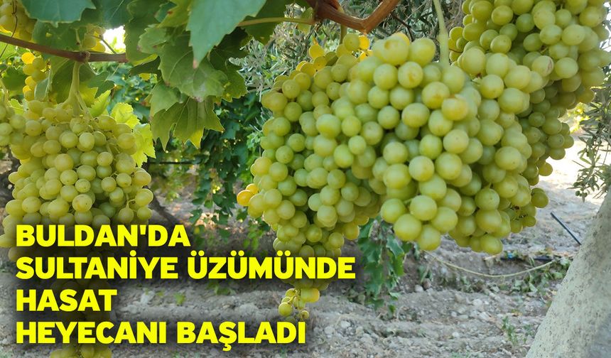 Buldan'da sultaniye üzümünde hasat heyecanı başladı