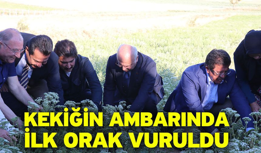 Kekiğin ambarında ilk orak vuruldu