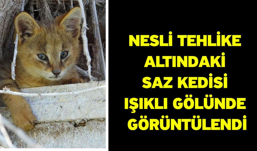 Nesli tehlike altındaki saz kedisi Işıklı Gölünde görüntülendi