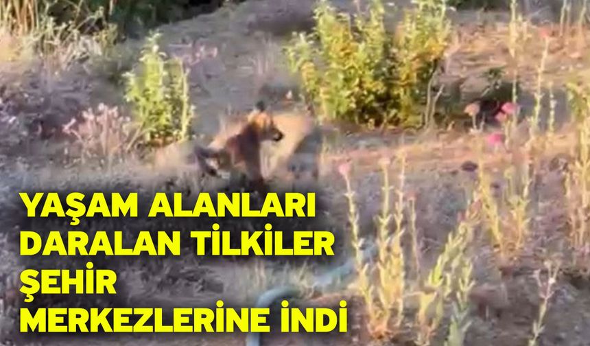 Yaşam alanları daralan tilkiler şehir merkezlerine indi
