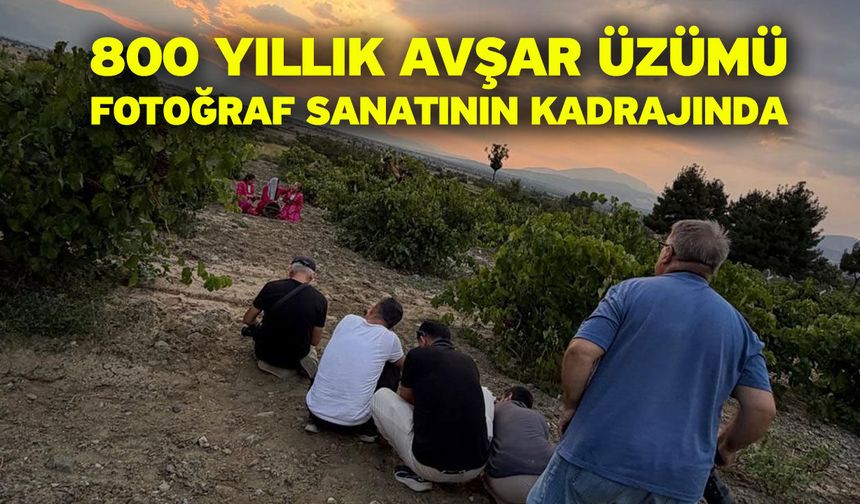 800 yıllık Avşar Üzümü fotoğraf sanatının kadrajında