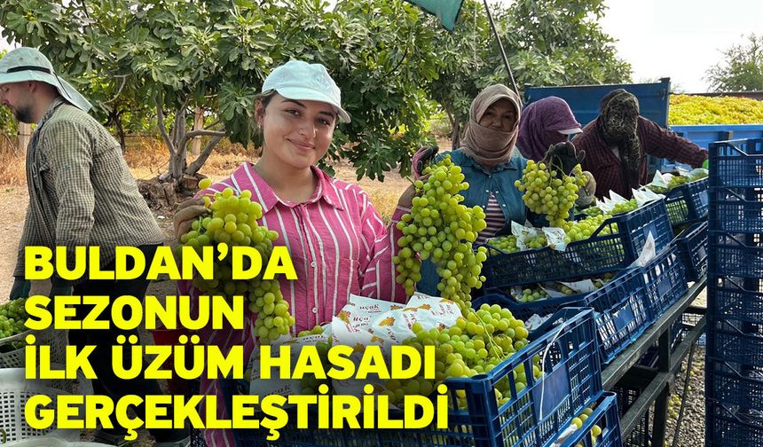 Buldan’da sezonun ilk üzüm hasadı gerçekleştirildi