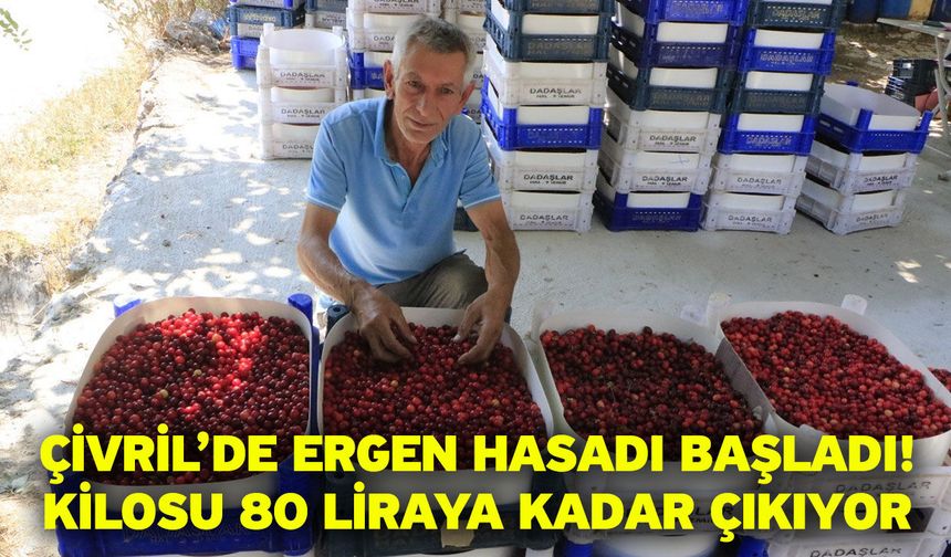 Çivril’de Ergen Hasadı Başladı! Kilosu 80 Liraya Kadar Çıkıyor