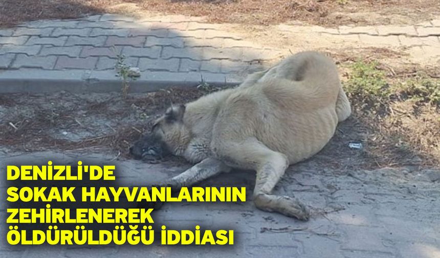 Denizli'de sokak hayvanlarının zehirlenerek öldürüldüğü iddiası