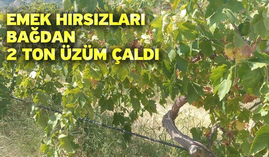 Emek hırsızları bağdan 2 ton üzüm çaldı