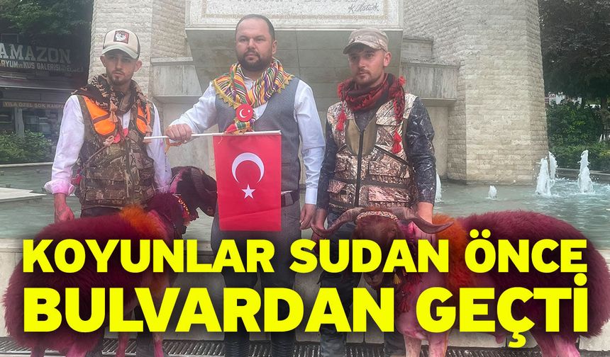 Koyunlar sudan önce bulvardan geçti