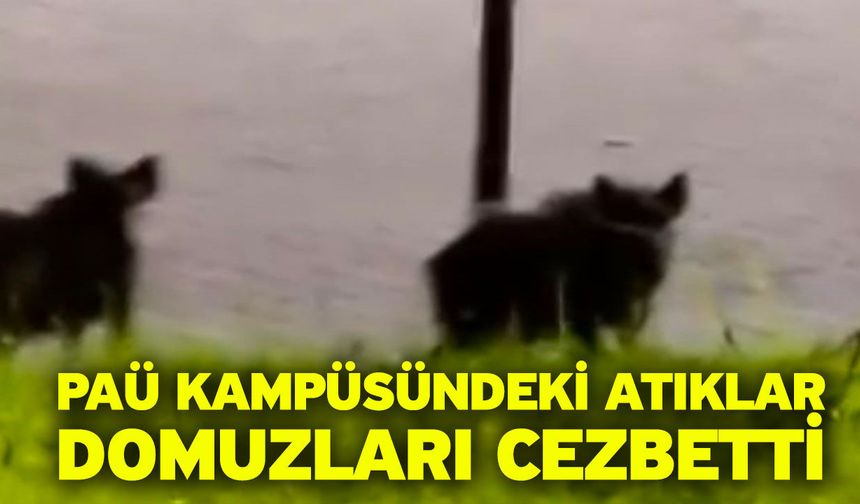 PAÜ Kampüsündeki atıklar domuzları cezbetti