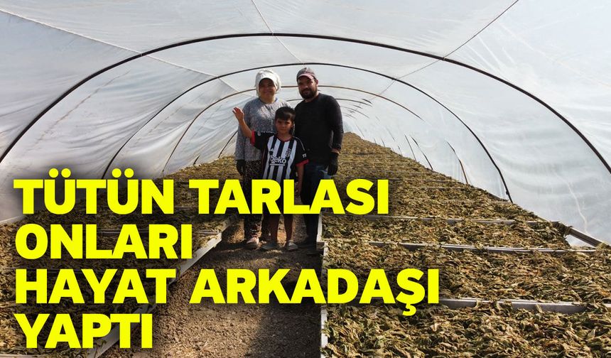 Tütün tarlası onları hayat arkadaşı yaptı