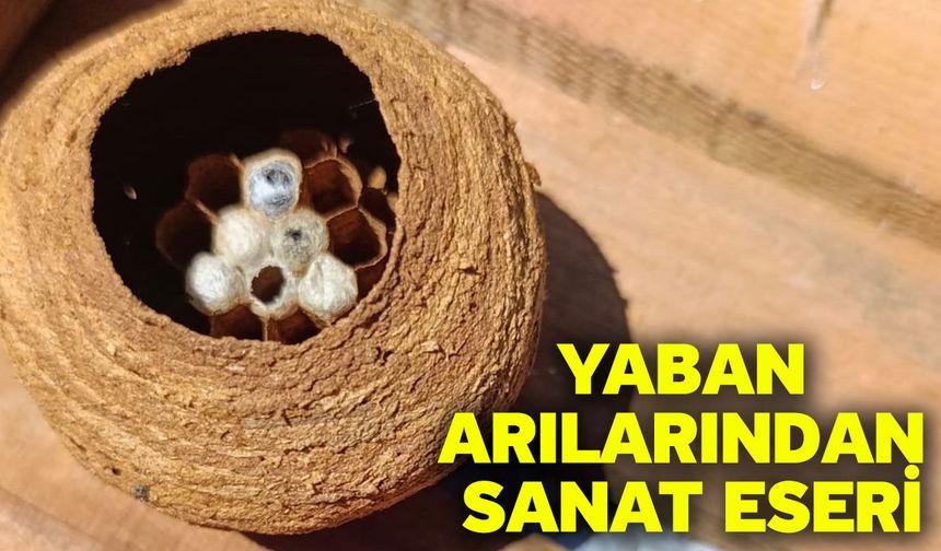 Yaban arılarından sanat eseri