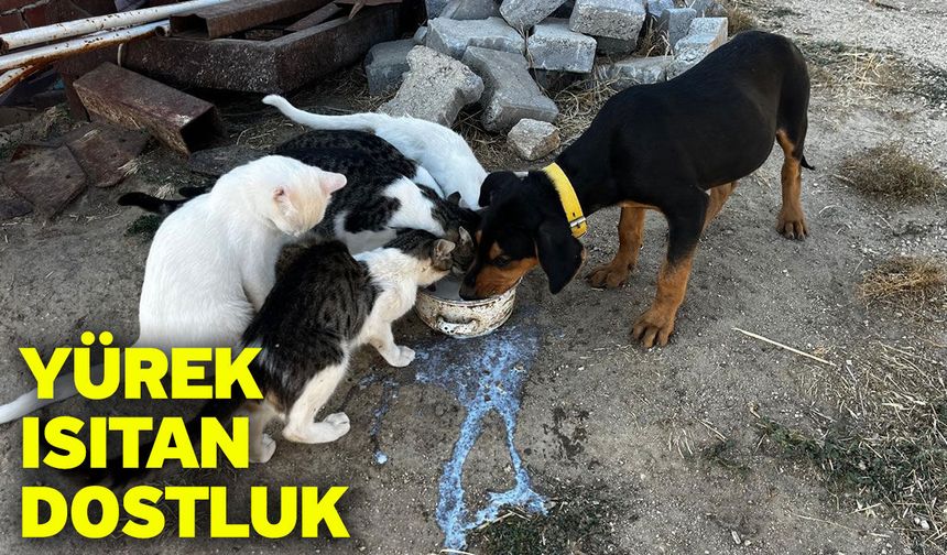 Yürek ısıtan dostluk