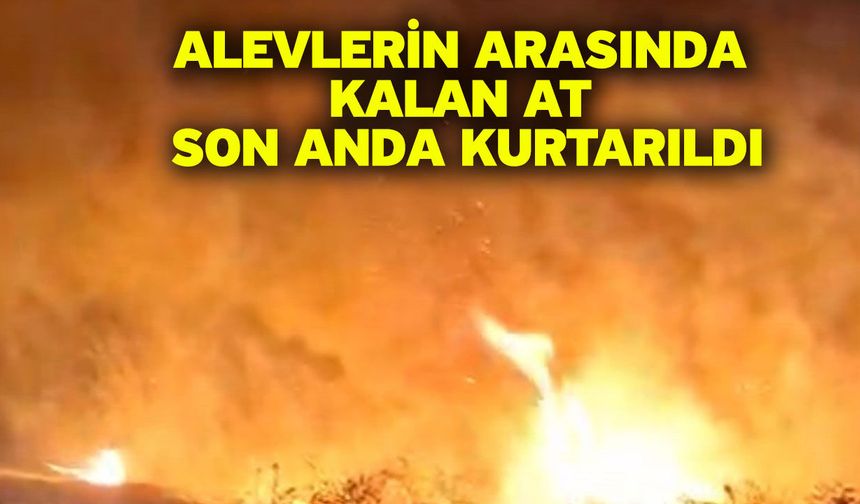 Alevlerin arasında kalan at son anda kurtarıldı