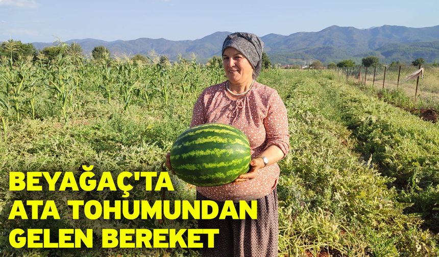 Beyağaç'ta ata tohumundan gelen bereket