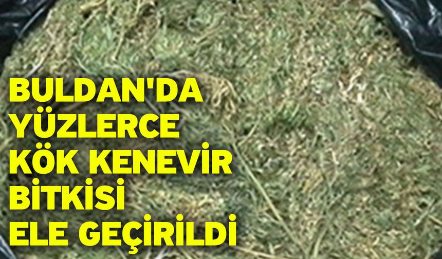 Buldan'da yüzlerce kök kenevir bitkisi ele geçirildi