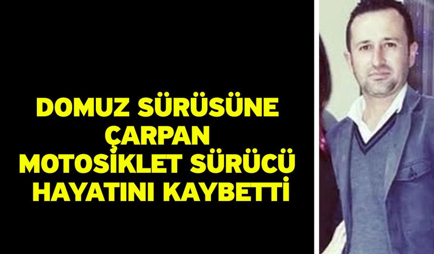 Domuz sürüsüne çarpan motosiklet sürücü hayatını kaybetti